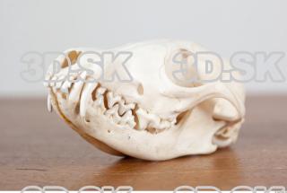 Skull photo reference 0005